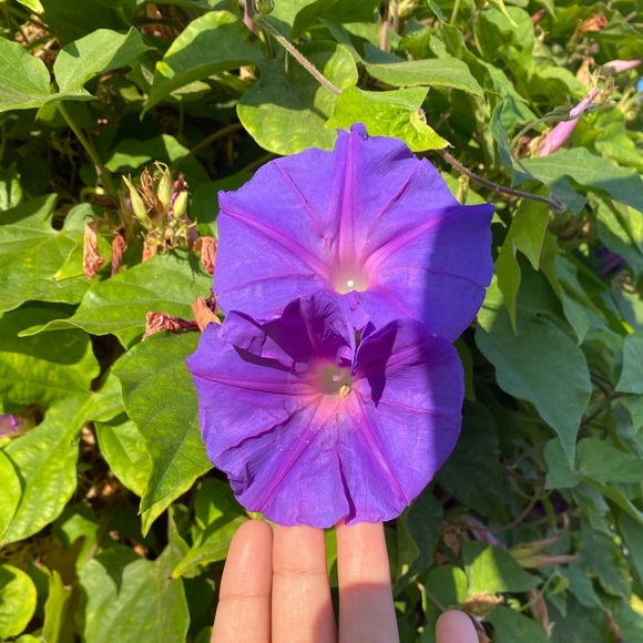 angelinasala280